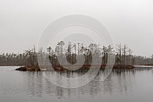 Withered trees island in the lake. photo